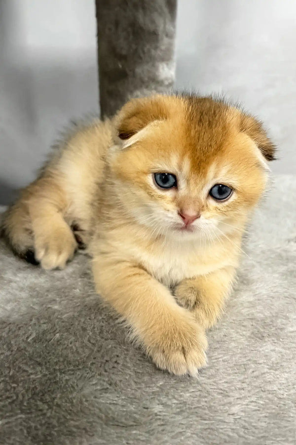 Bamble | scottish fold kitten