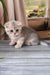 Adorable gray and white Scottish Fold kitten with big eyes on a sunny windowsill