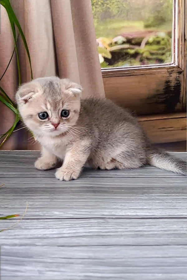 Adorable gray and white Scottish Fold kitten with big eyes on a sunny windowsill