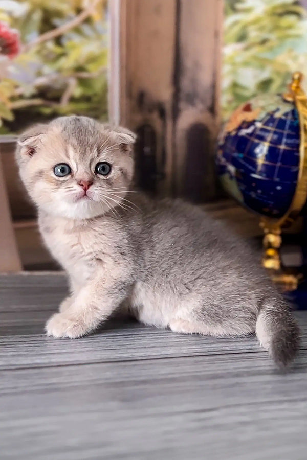 Adorable gray Scottish Fold kitten Bani with big eyes, perfect for your collection