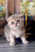 Adorable Scottish Fold kitten named Bani with big blue eyes and fluffy gray and white fur