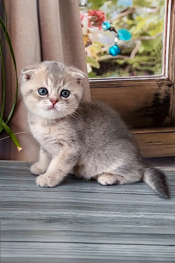 Adorable Scottish Fold kitten with big eyes, perfect for your collection of cuties