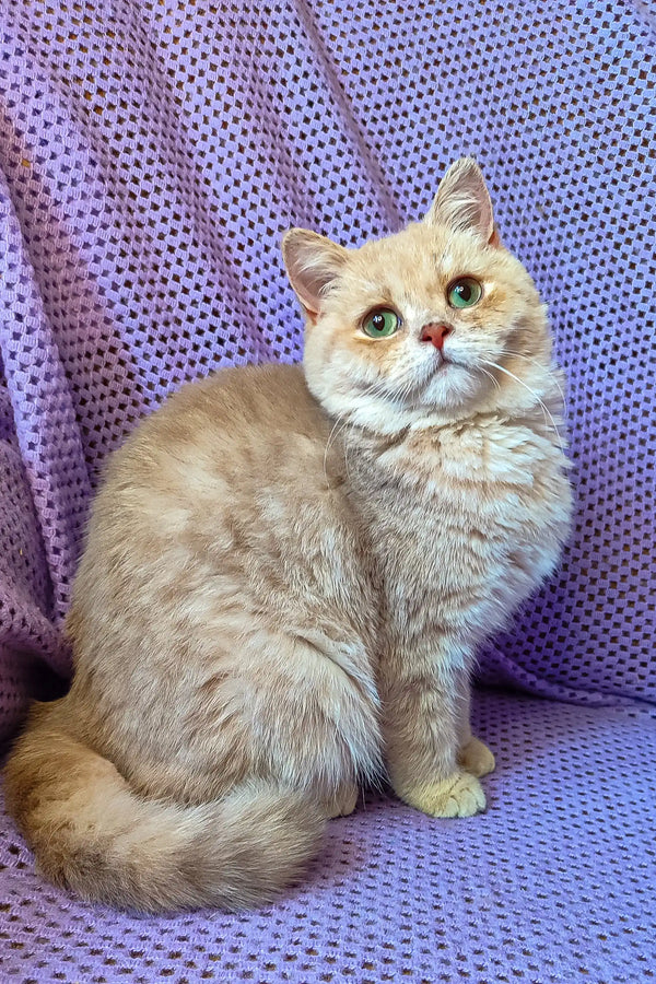 Cream-colored British Shorthair kitten Barbara with a fluffy tail sitting cute