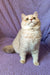 Cream-colored Persian cat sitting upright, showcasing a fluffy coat for Barbara British Shorthair