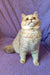 Cute cream-colored Persian cat with fluffy coat sitting upright for Barbara’s product