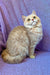 Cream-colored Persian cat with upturned face featured in Barbara British Shorthair Kitten