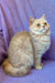 Cream-colored Persian cat with bright green eyes sitting pretty next to British Shorthair kitten