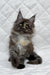 Barbara | maine coon kitten