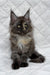 Barbara | maine coon kitten