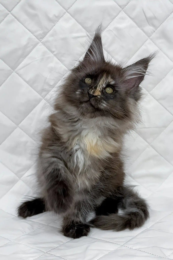 Barbara | maine coon kitten