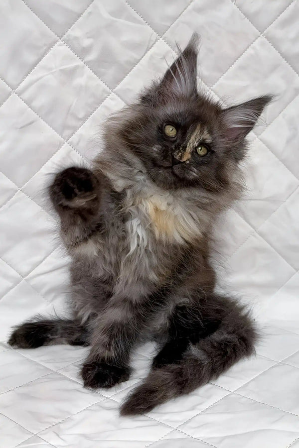 Barbara | maine coon kitten