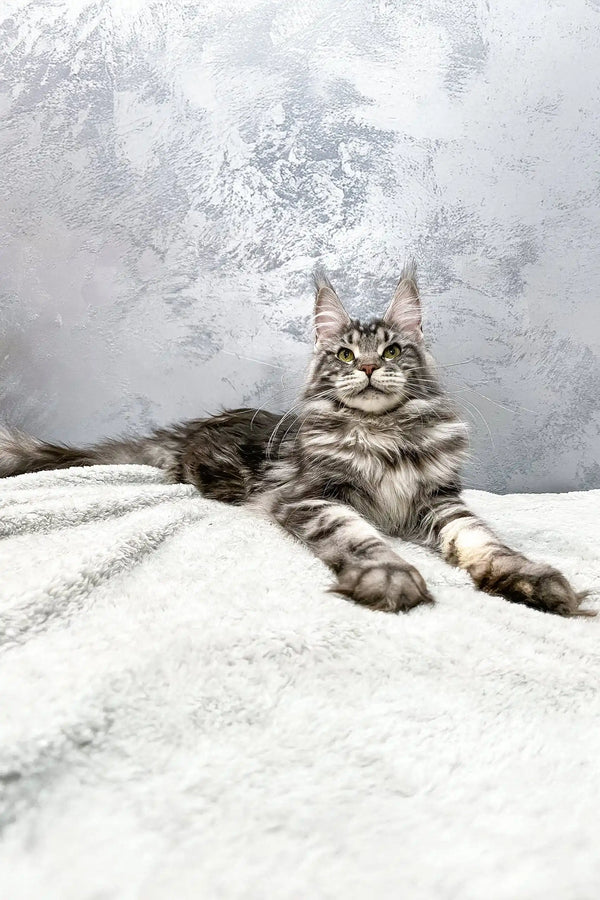 Gray tabby Maine Coon cat named Barbara in adorable kitten pose