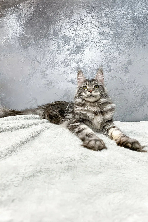 Gray tabby Maine Coon cat in the Barbara Maine Coon Kitten product display