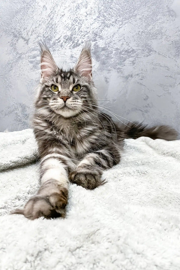 Gray tabby Maine Coon kitten named Barbara, looking adorable and playful