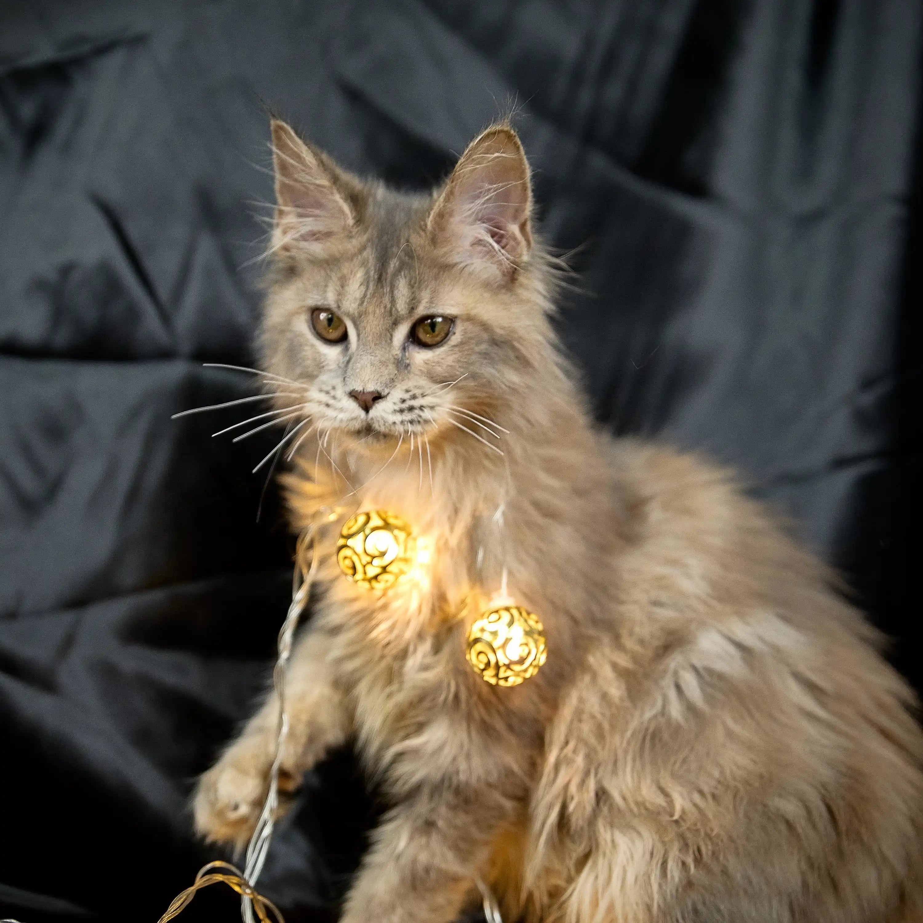 Maine Coon Kittens for Sale Barbara | Kitten