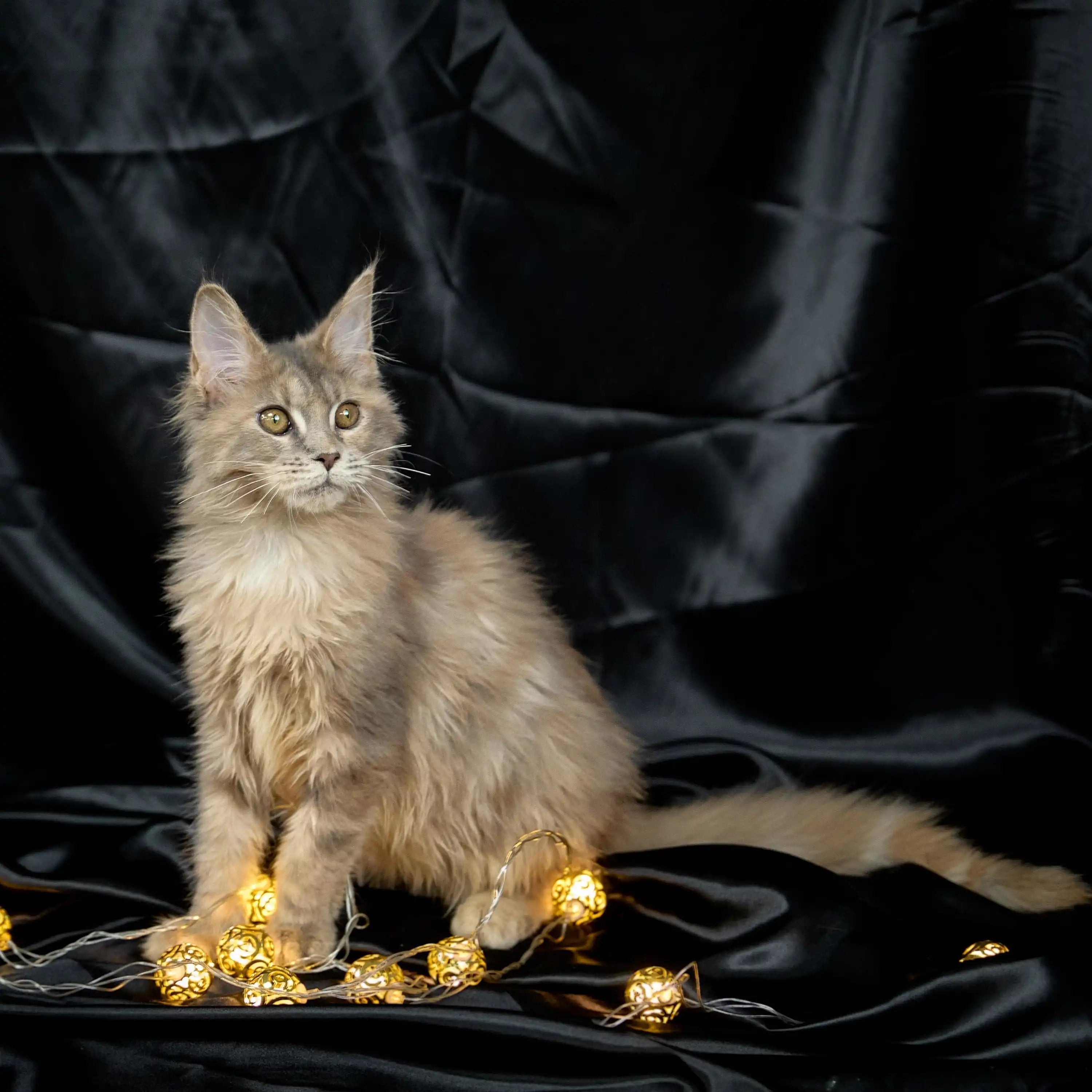 Maine Coon Kittens for Sale Barbara | Kitten