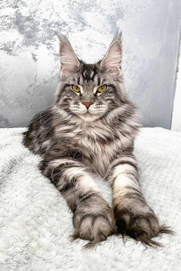 Majestic silver tabby Maine Coon cat in product Barbara Maine Coon Kitten