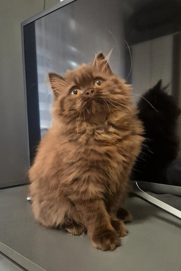 Barbi | british longhair kitten