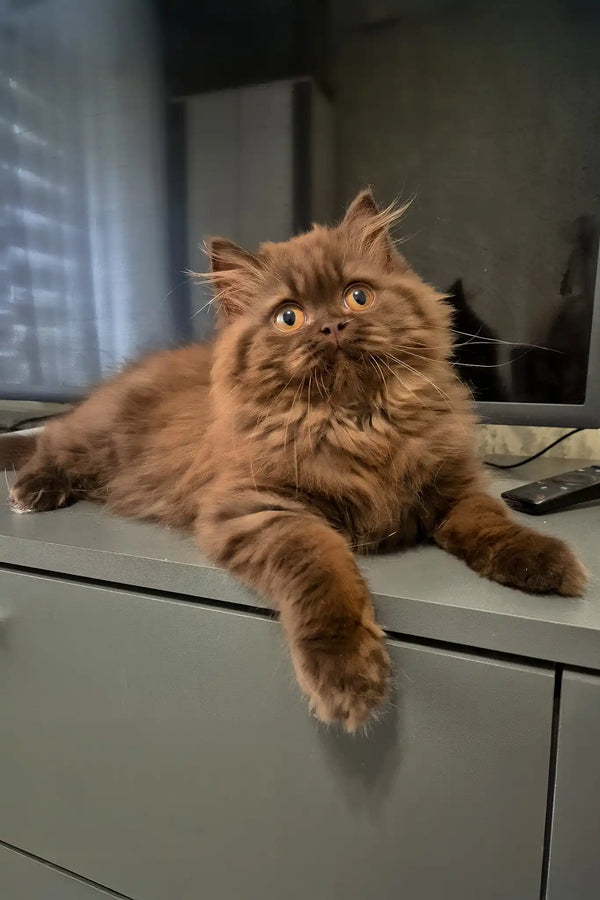 Barbi | british longhair kitten