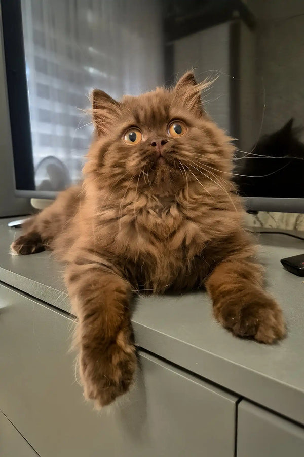 Barbi | british longhair kitten