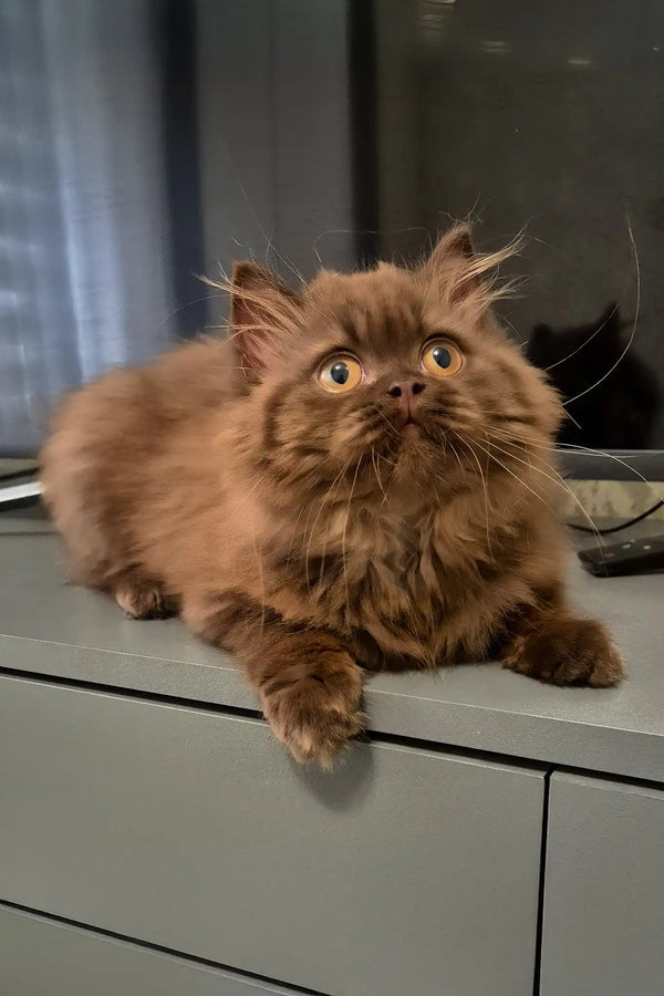 Barbi | british longhair kitten