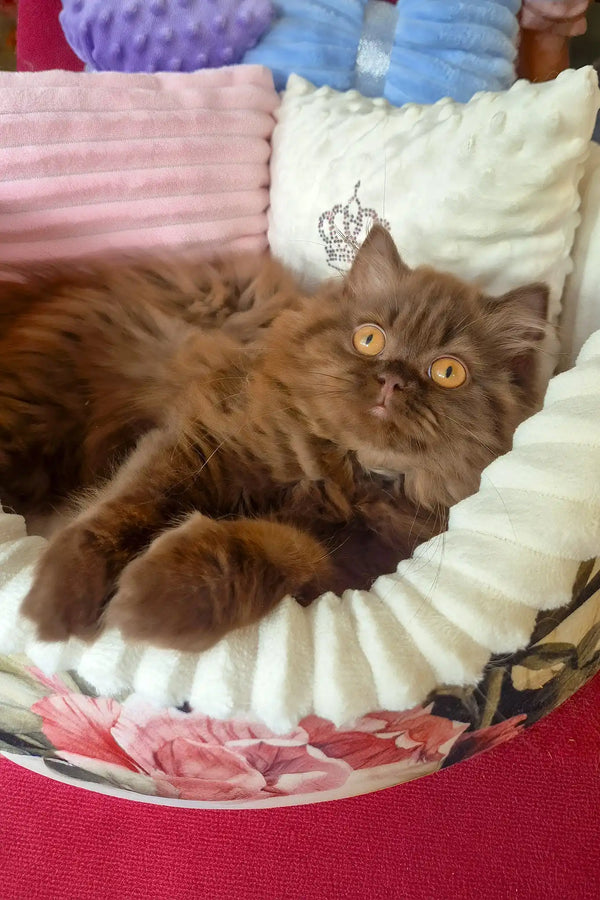 Barbi | british longhair kitten