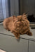 Barbi | british longhair kitten