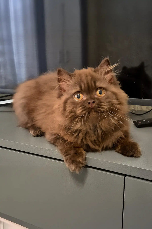 Barbi | british longhair kitten