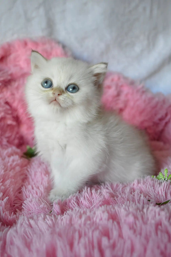 Barbi | british shorthair kitten