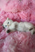 Barbi | british shorthair kitten