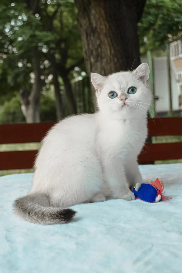Barbi | british shorthair kitten