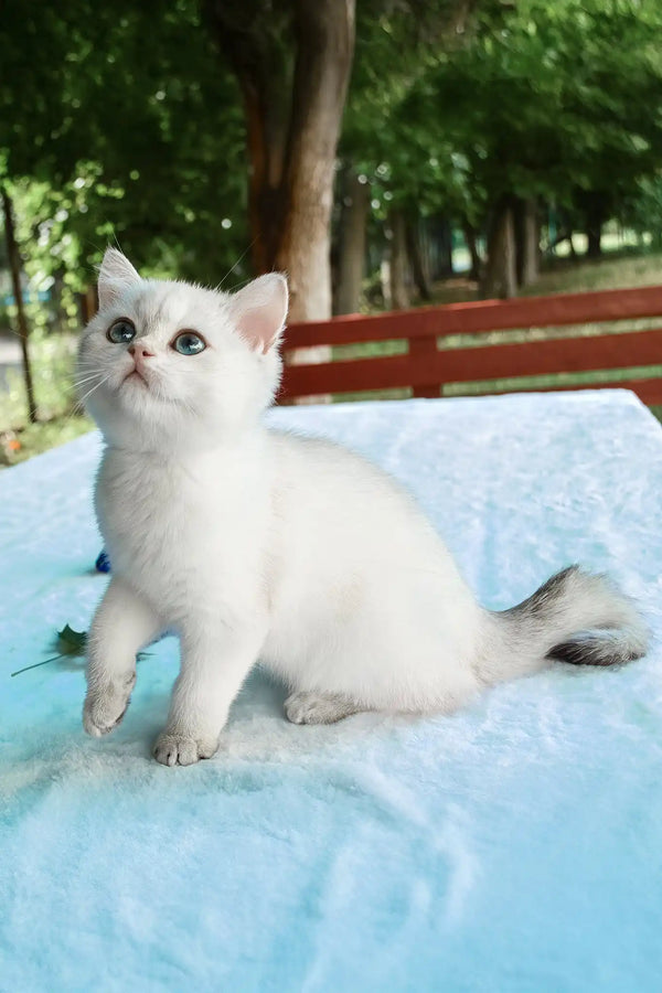 Barbi | british shorthair kitten