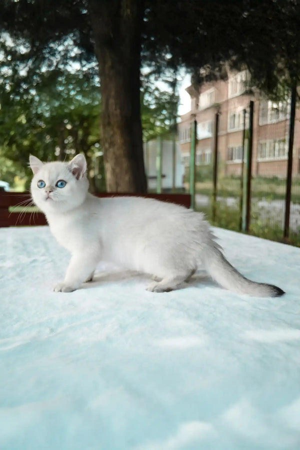 Barbi | british shorthair kitten