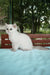 Barbi | british shorthair kitten