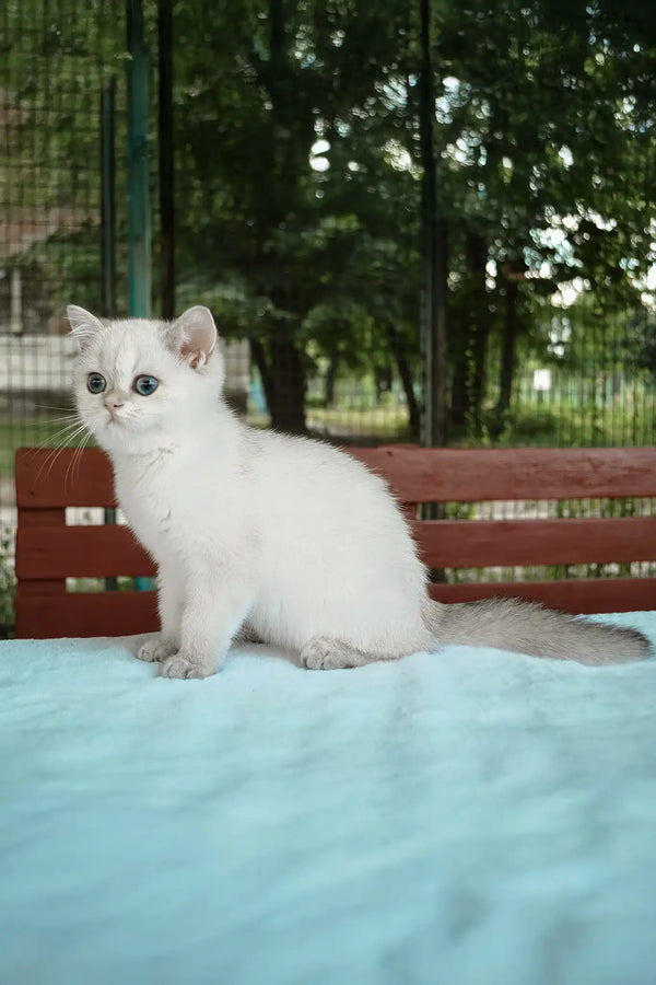 Barbi | british shorthair kitten