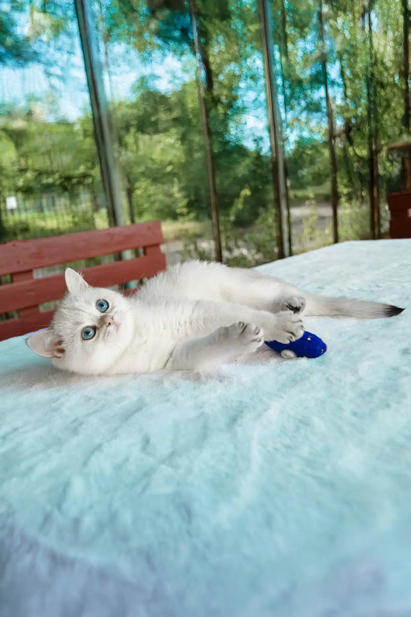 Barbi | british shorthair kitten