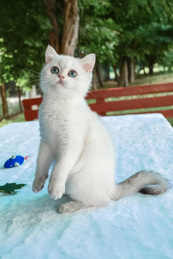 Barbi | british shorthair kitten