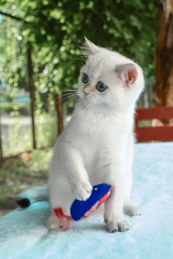Barbi | british shorthair kitten