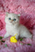 Barbi | british shorthair kitten