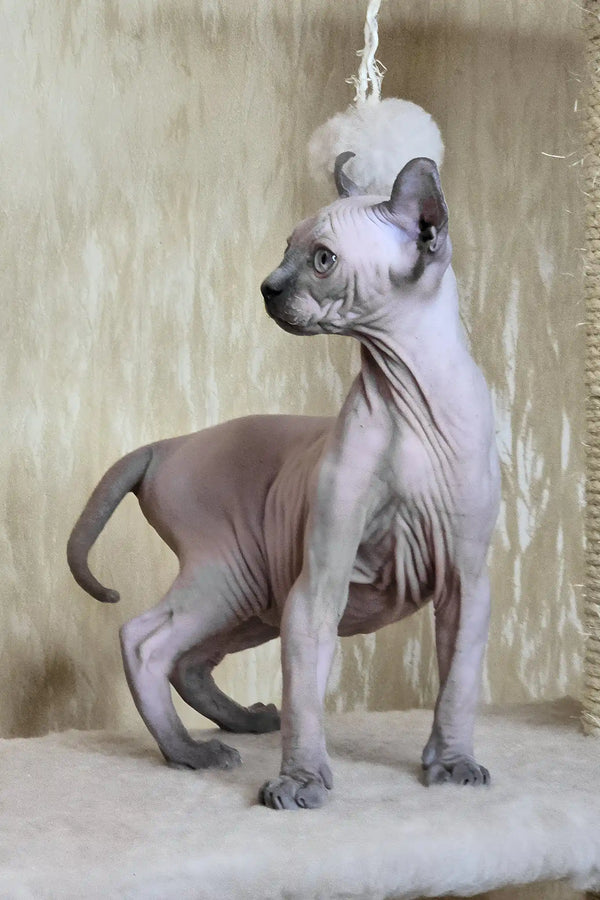 Barbi | elf sphynx kitten