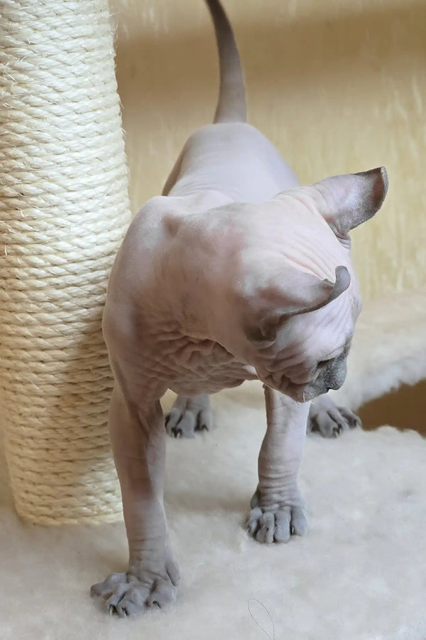 Barbi | elf sphynx kitten