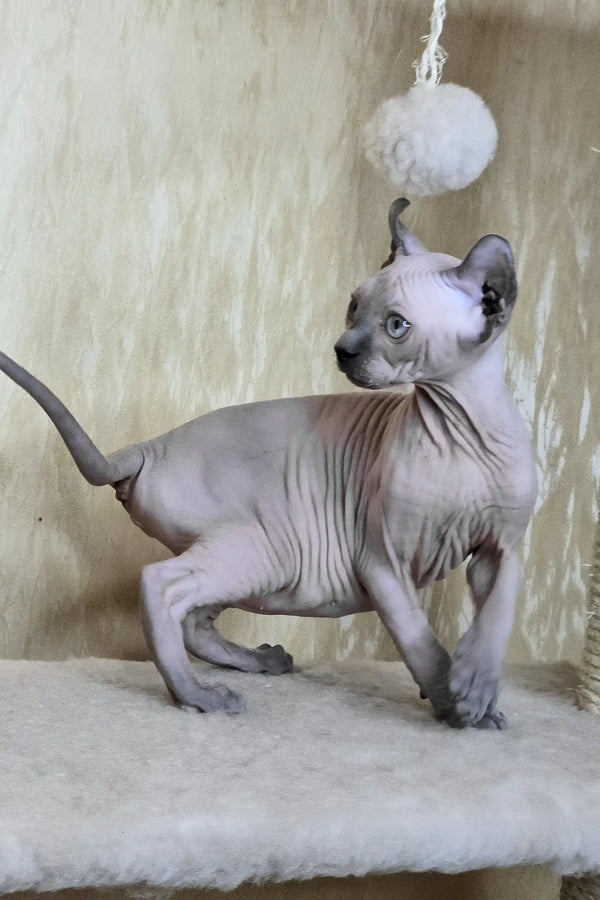 Barbi | elf sphynx kitten
