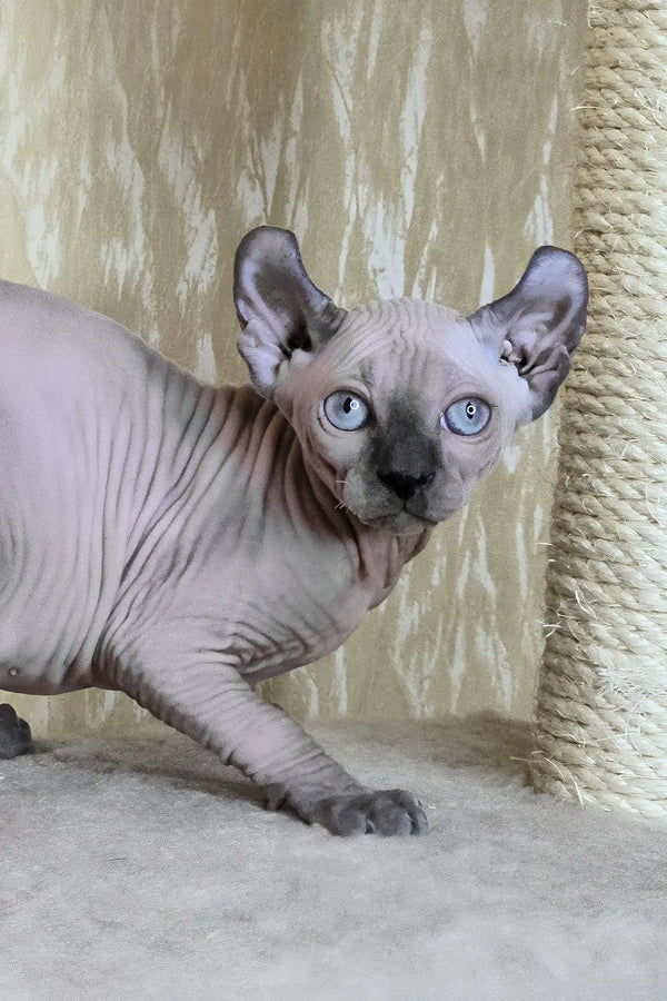 Barbi | elf sphynx kitten