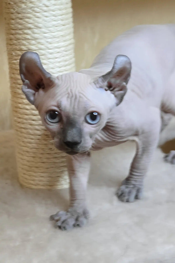 Barbi | elf sphynx kitten