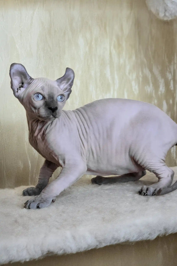 Barbi | elf sphynx kitten
