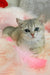Barbi | scottish straight kitten