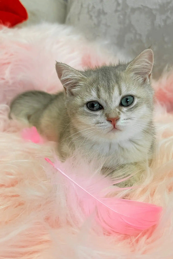 Barbi | scottish straight kitten