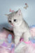 Barbi | scottish straight kitten