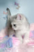 Barbi | scottish straight kitten