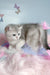 Barbi | scottish straight kitten